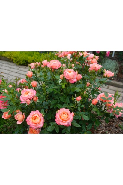 Групова посадка троянди Бріоза з жовто-персиковими квітами